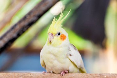 Cockatiel portresi (Nymphicus hollandicus)