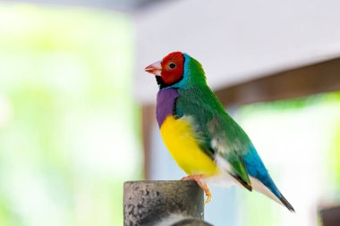 Güzel renkli Gouldian ispinozu