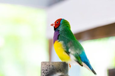 Güzel renkli Gouldian ispinozu