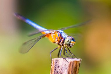 Arka plandaki yusufçuk sineği
