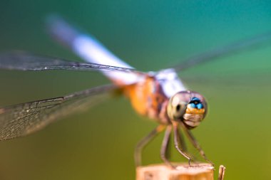 Arka plandaki yusufçuk sineği