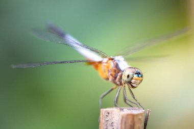 Arka plandaki yusufçuk sineği