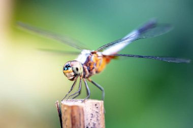 Arka plandaki yusufçuk sineği