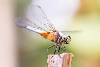 Arka plandaki yusufçuk sineği