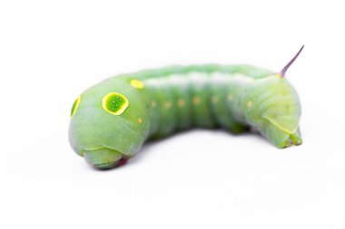 Yeşil arka planlı Tırtıl Kırlangıç Kuyruğu 