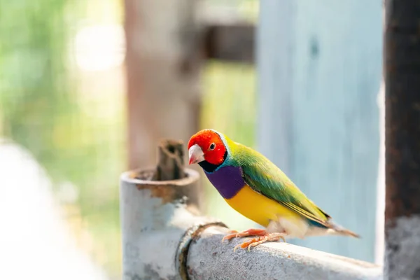 Bella Multi Colorato Uccello Fringuello Gouldiano — Foto Stock
