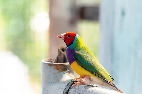 Piękny Wielobarwny Ptak Gouldian Finch — Zdjęcie stockowe