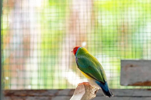 Prachtige Veelkleurige Gouldiaanse Vink Vogel — Stockfoto
