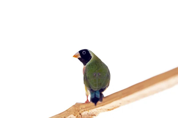 Pássaro Finch Gouldian Multi Colorido Bonito — Fotografia de Stock