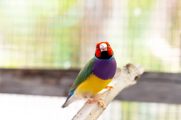 Prachtige Veelkleurige Gouldiaanse Vink Vogel — Stockfoto