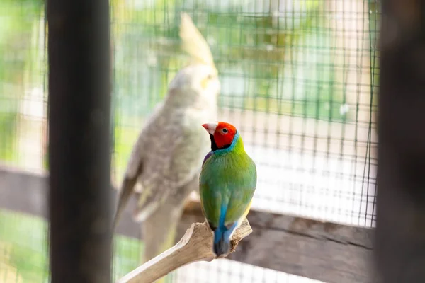 Beautiful Multi Colored Gouldian Finch Bird — Stock Photo, Image