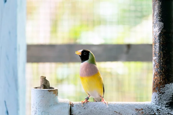 Красивая Разноцветная Гульдийская Птица Птица — стоковое фото