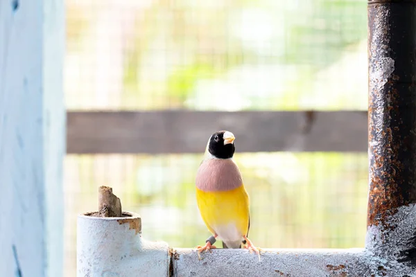 Prachtige Veelkleurige Gouldiaanse Vink Vogel — Stockfoto