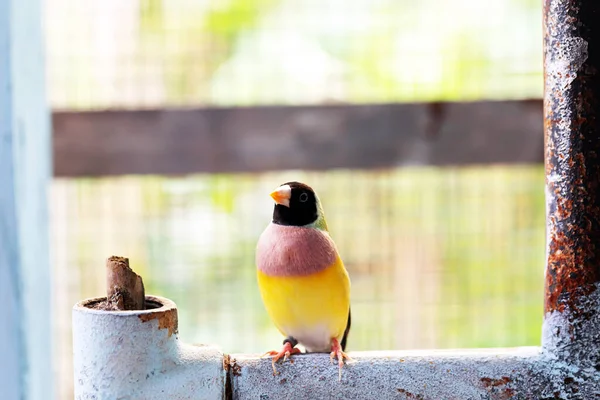 Pássaro Finch Gouldian Multi Colorido Bonito — Fotografia de Stock