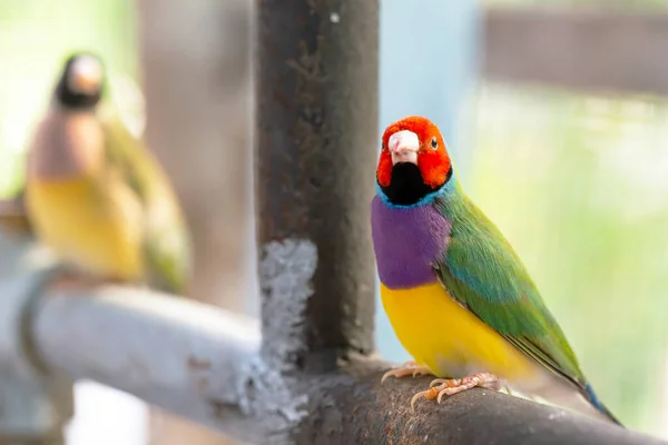 Pássaro Finch Gouldian Multi Colorido Bonito — Fotografia de Stock