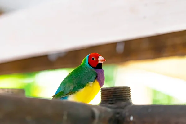 Piękny Wielobarwny Ptak Gouldian Finch — Zdjęcie stockowe