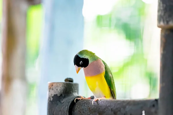 Beautiful multi colored Gouldian finch bird