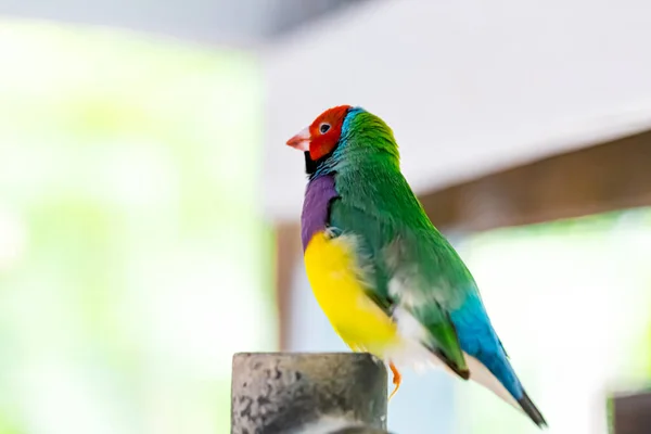 Hermoso Pájaro Pinzón Guldiano Multicolor —  Fotos de Stock
