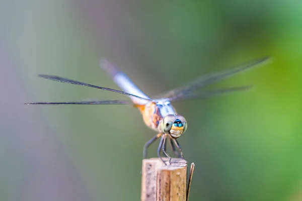 Die Libelle Unscharfen Hintergrund — Stockfoto