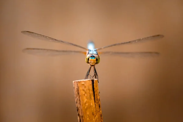 Libellula Sullo Sfondo Sfocato — Foto Stock