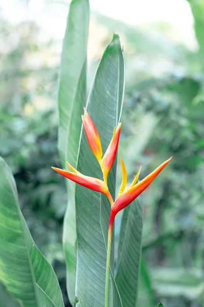 Bellissimi Fiori Arancio Uccello Del Paradiso — Foto Stock