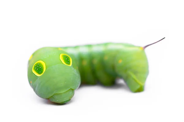 Caterpillar Cola Golondrina Con Fondo Verde —  Fotos de Stock