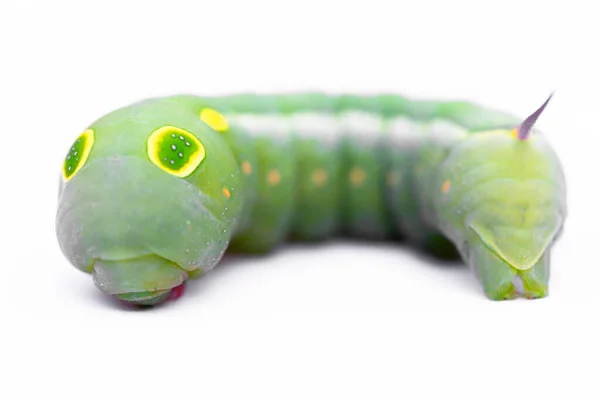 Caterpillar Cola Golondrina Con Fondo Verde —  Fotos de Stock