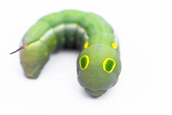 Caterpillar Cola Golondrina Con Fondo Verde —  Fotos de Stock