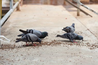 Yerdeki güvercinler dışkı ve kötü koku sorununa neden oluyor.