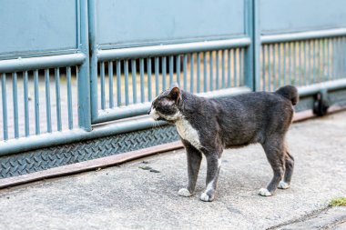 Hiç sevilmemiş bir sokak kedisi