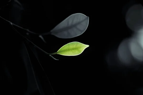 Leaves Blurred Background — Stock Photo, Image