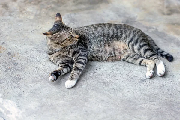 Gatinho Rua Que Nunca Foi Amado — Fotografia de Stock