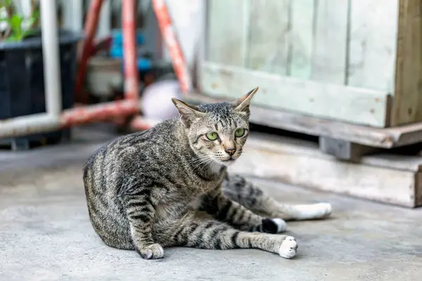 一只从未被爱过的街头小猫咪 — 图库照片