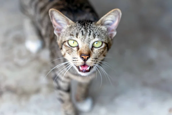 愛されたことのない通りの子猫 — ストック写真