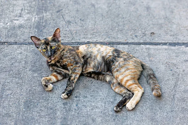 Street Kitten Has Never Been Loved — Stock Photo, Image