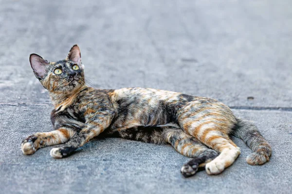 กแมวข างถนนท เคยได บความร — ภาพถ่ายสต็อก