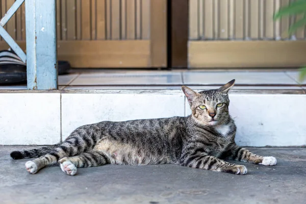 Seekor Anak Kucing Jalanan Yang Tidak Pernah Dicintai — Stok Foto