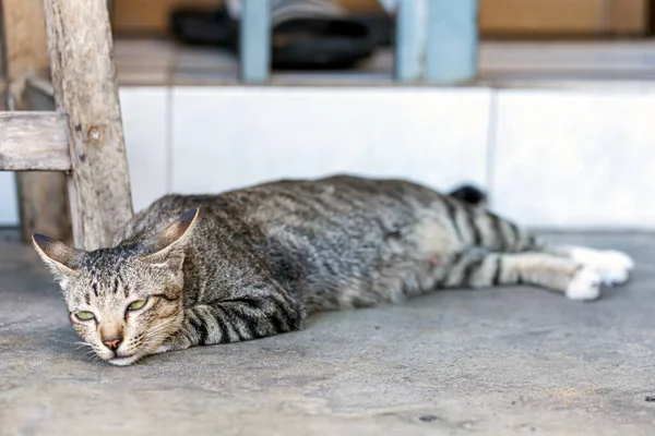 Hiç Sevilmemiş Bir Sokak Kedisi — Stok fotoğraf