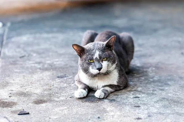 Gatinho Rua Que Nunca Foi Amado — Fotografia de Stock