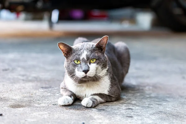 一只从未被爱过的街头小猫咪 — 图库照片