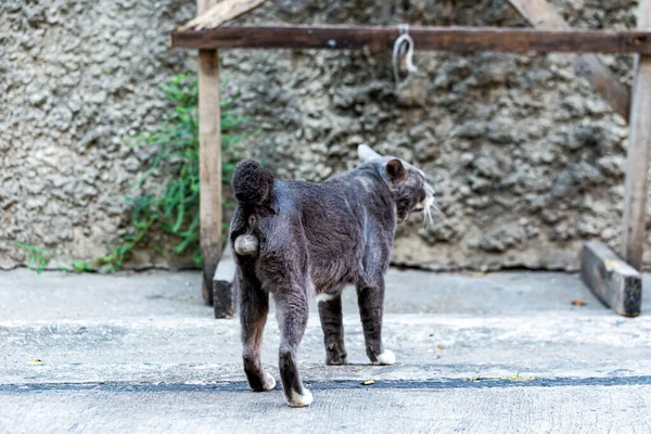 Gatinho Rua Que Nunca Foi Amado — Fotografia de Stock