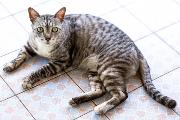 Seekor Anak Kucing Jalanan Yang Tidak Pernah Dicintai — Stok Foto