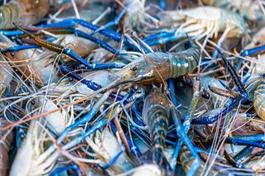 Piyasada satılık dev nehir karidesi