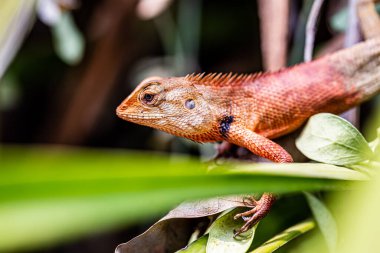 Ağaç kertenkelesi ağaçta kaldı ve hareketsiz kalıp avını bekledi..