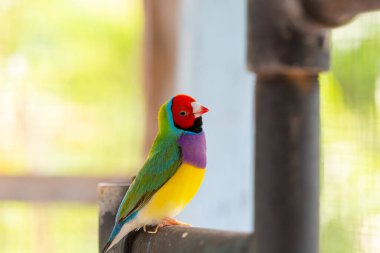 Güzel renkli Gouldian ispinozu