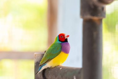 Güzel renkli Gouldian ispinozu