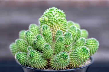 Kaktüs çöl gibi çorak topraklarda yaşayan bir bitkidir.