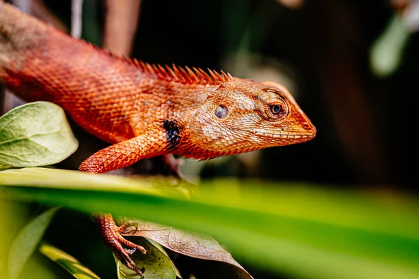 Tree Lizard Remained Tree Remained Motionless Waiting His Prey — Stock Photo, Image