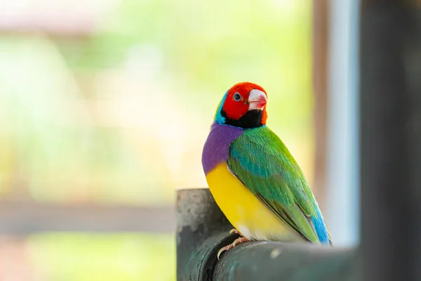 Schöner Mehrfarbiger Gouldian Finkenvogel — Stockfoto