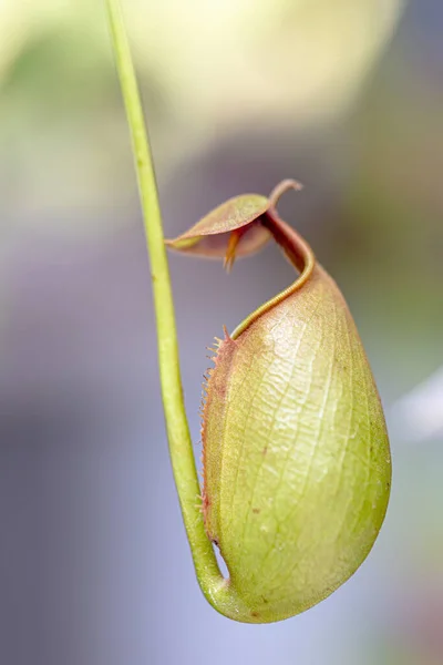 Nepenthes Jest Rodzajem Owadożernej Rośliny Która Rośnie Głównie Lesie Deszczowym — Zdjęcie stockowe